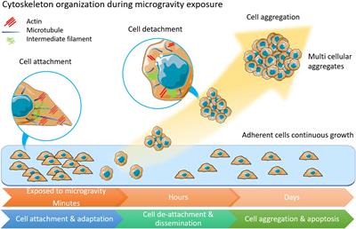 Modeling the Impact of Microgravity at the Cellular Level: Implications for Human Disease